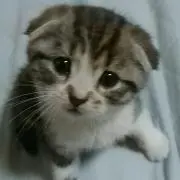 トウチャンの画像