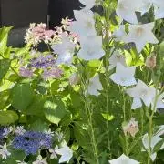 ころころの画像