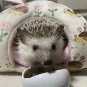 りりぃの画像