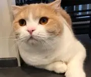 いもよーの画像