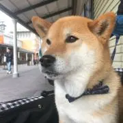 ❤︎shiba♥プロフ必読♥