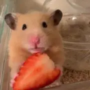 ちゃみの画像