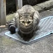 774の画像