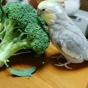 coco