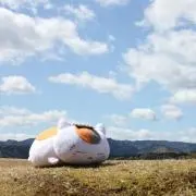 くまの画像