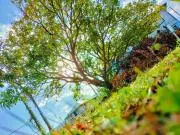skygreenの画像