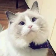ぴーの画像