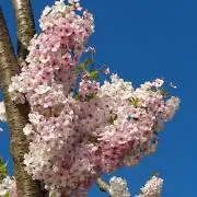 まりんやまとの画像