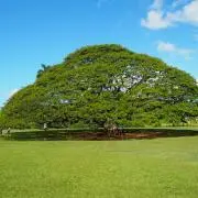 cocoの画像