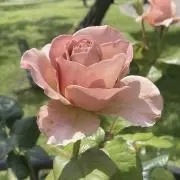 みっふぃの画像