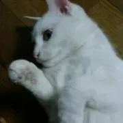 Kyo