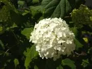 ルンルンの画像