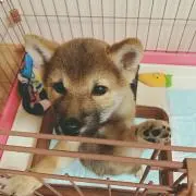 もえぴーの画像