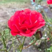 saitoの画像
