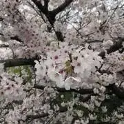 おこげ