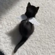 さと
