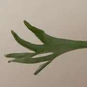 【7/23〜27発送お休みします】Sumの画像