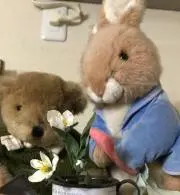 くまきちの画像