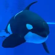 チビマル　☆プロフ見てね☆の画像