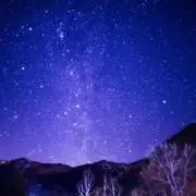 いるかの画像