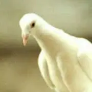 しろいはとの画像