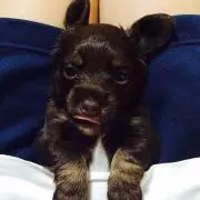 hiro