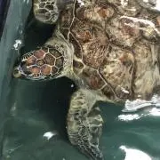 うえはすの画像