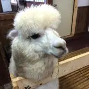 Nezumi