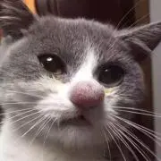 anの画像
