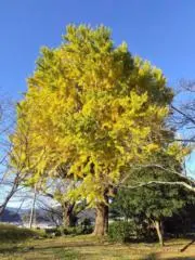 hikaruの画像