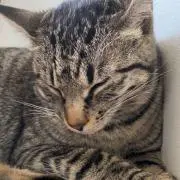 みんみんだけ