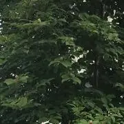 Mon7の画像