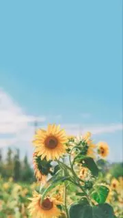 アミたろうの画像