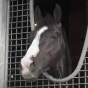 まっすの画像