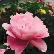 花工房  まころん 13の画像