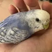 にゃあこにゃあこ