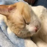 たんゆつ