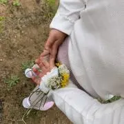 ルイボスの画像