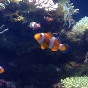 ママ号