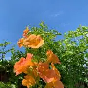 ごろりんの画像