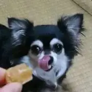 ＊ぷりん＊プロフ要確認の画像