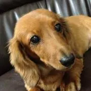 Dog Monster