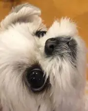 みーたんの画像