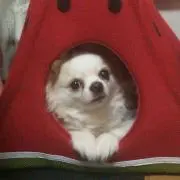 たろさんの画像