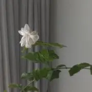 アヤ✿ 即購入OKの画像