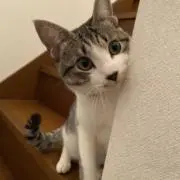 ジョンの画像