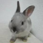 たむ