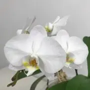 ソフィの画像