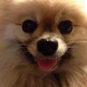 okapyonの画像