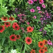 daisy256